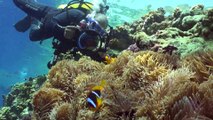 Liveaboard Life: The Red Sea Aggressor