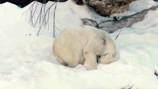 karlarda çılgın eğlenen kutup ayıları arctic-bears-fun-crazy-in-the-snow