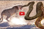 African Animal - Wild Animals fight to death- Dog vs Cobra snake