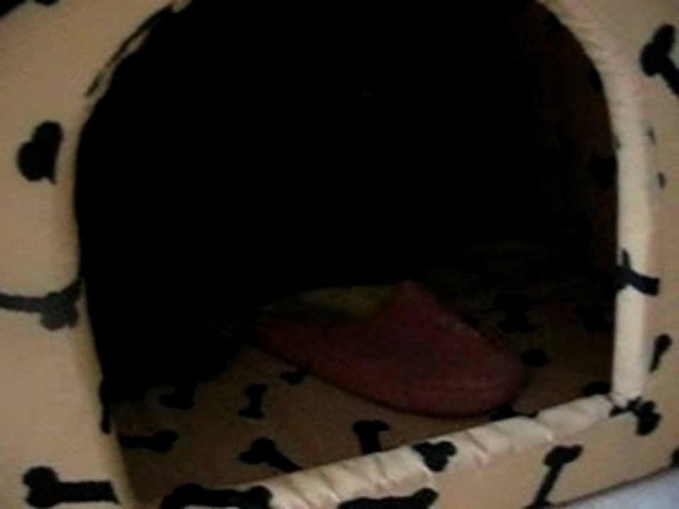 COYOTTE ET SA NICHE