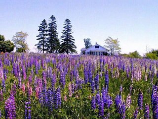 Milo Hrnić-Teci suzo