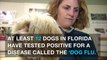 4 facts to know about the dog flu virus