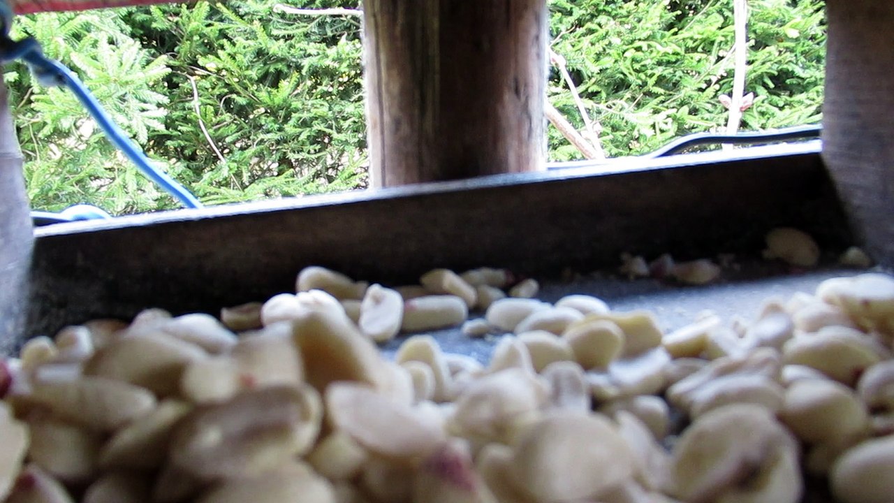 Lintulaudalla