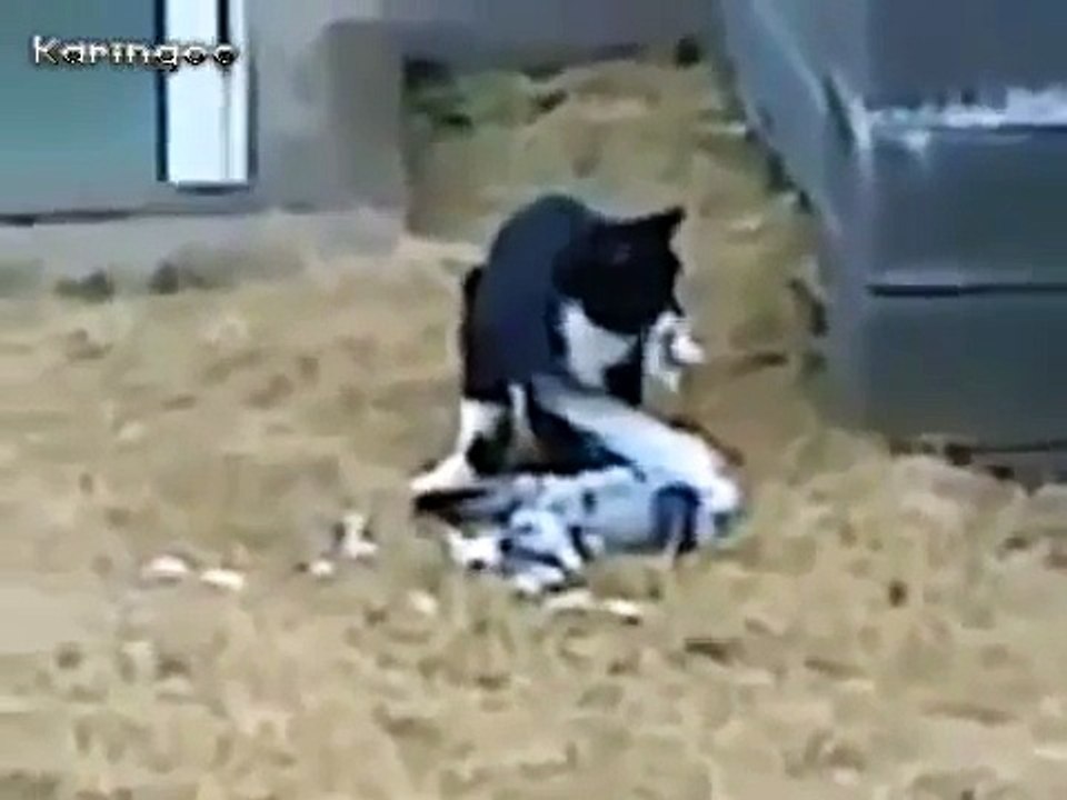 Güvercin ölü taklidi yaparak hayatını kurtardı komik videolar hayvanlar alemi