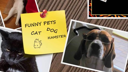 IMPOSSIBLE NOT TO LAUGH - Funniest ANIMAL videos ever