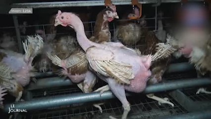 Un élevage à Chauché accusé de maltraitance animale