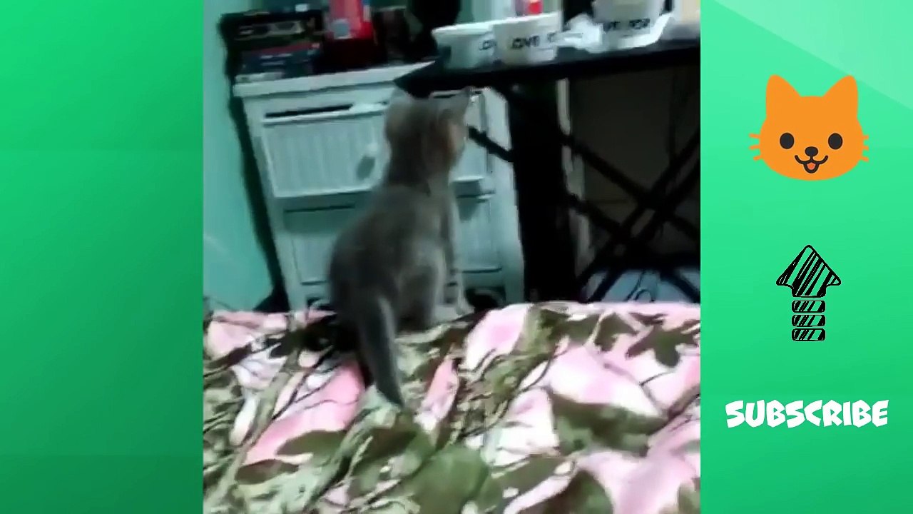 Funny Dog and Cat Videos Compilation
