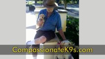 Compassionate K9s | Service Dogs, Assistance Dogs, Therapy Dogs & Alert Dogs in Florida