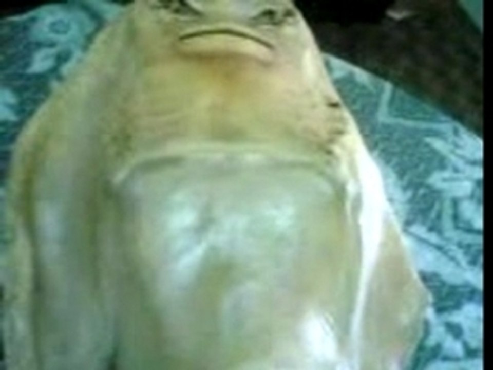 Sobhanne  Allah