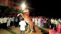 Funny Horses 2017 [Funny Pets]ewr