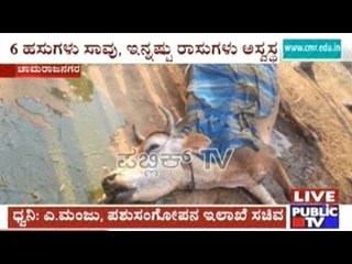 Gundlupet: Cattle Die After Eating Corn Powder Supplied By Agriculture Department