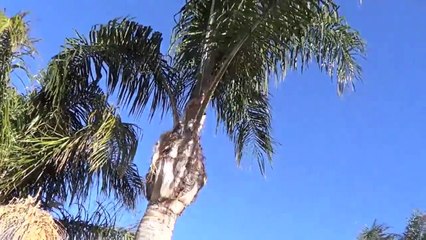 How To Crack Open a Coconut