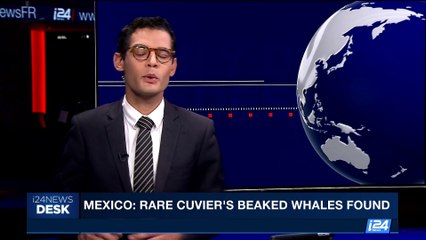i24NEWS DESK | Mexico: rare cuvier's beaked whales found | Thursday, June 1st 2017