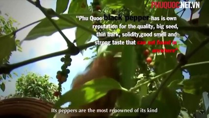 Phú Quốc - Phú Quốc trở thành đặc khu kinh tế
