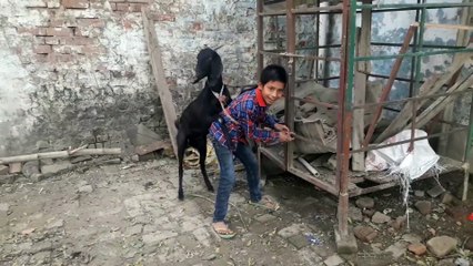 Dog With Boy-Enjoy--Hd