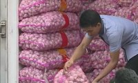 Harga Bawang Putih Masih Tetap Tinggi