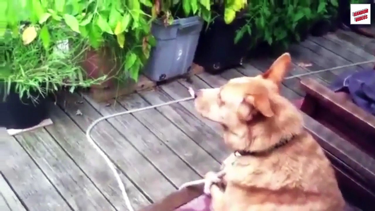 Dog Fails Compilation, funny video