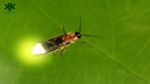 Işık Üreten Ateş Böceği hakkında ilginç bilgiler