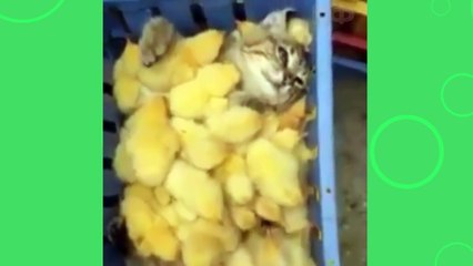 Funny Cats Guaranteed To Make You Laugh   Funny Cat Compilation