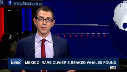 i24NEWS DESK | Mexico: rare cuvier's beaked whales found | Friday, June 2nd 2017