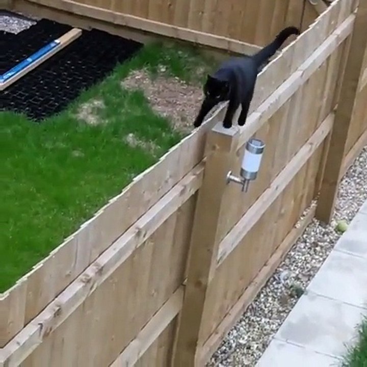 Trop bizarre ce chat qui marche sur une cloture en bois...