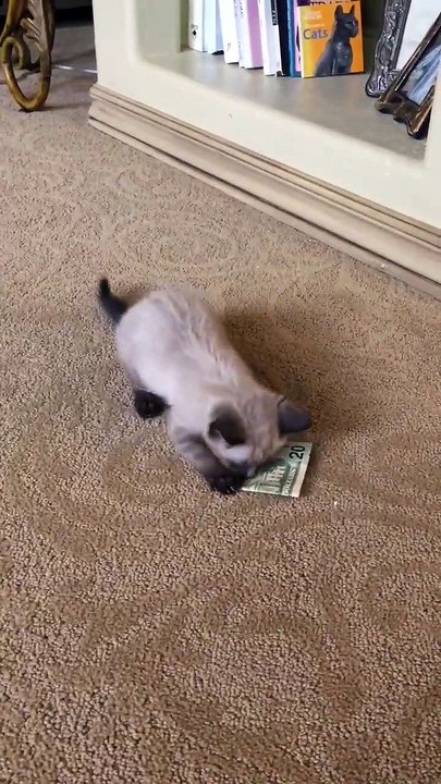 Ce chat se bat contre un billet de 20 dollars