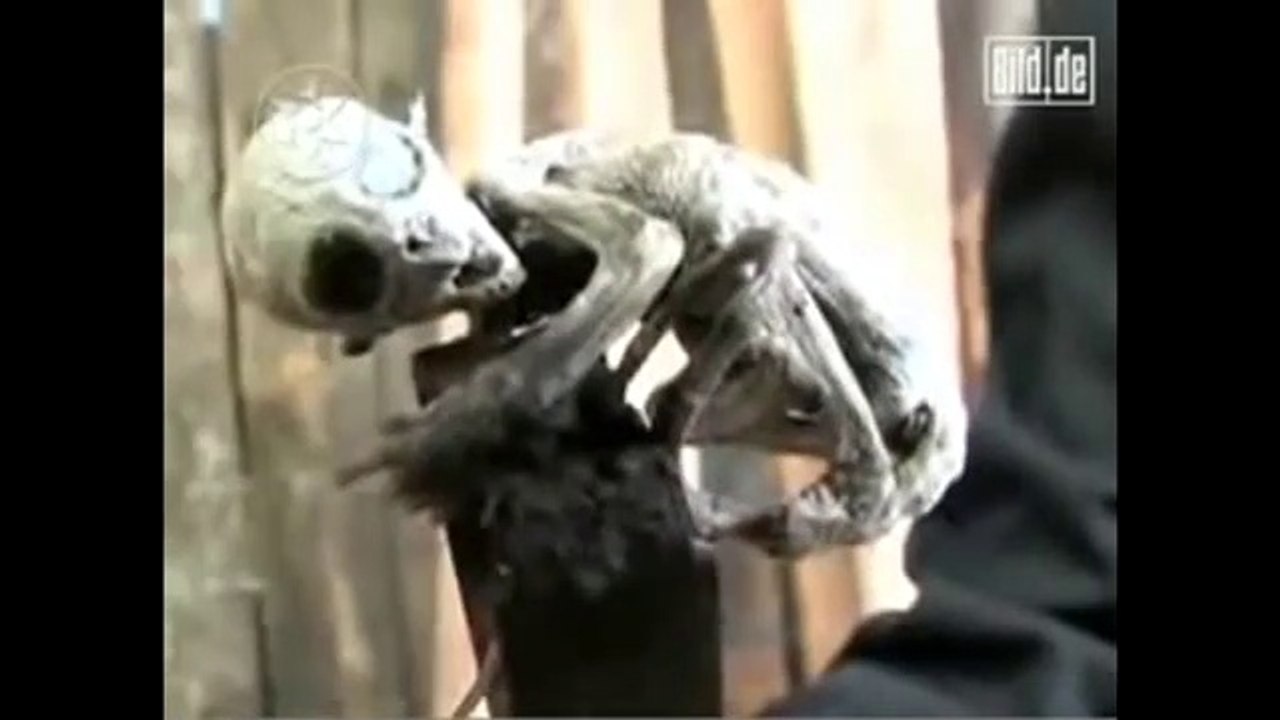 Extraterrestres captados en video