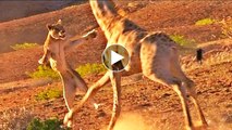 Amazing Predators Fight - Big Battle Animals , Giraffe vs Anaconda, Monkey Attacks Tourist #8