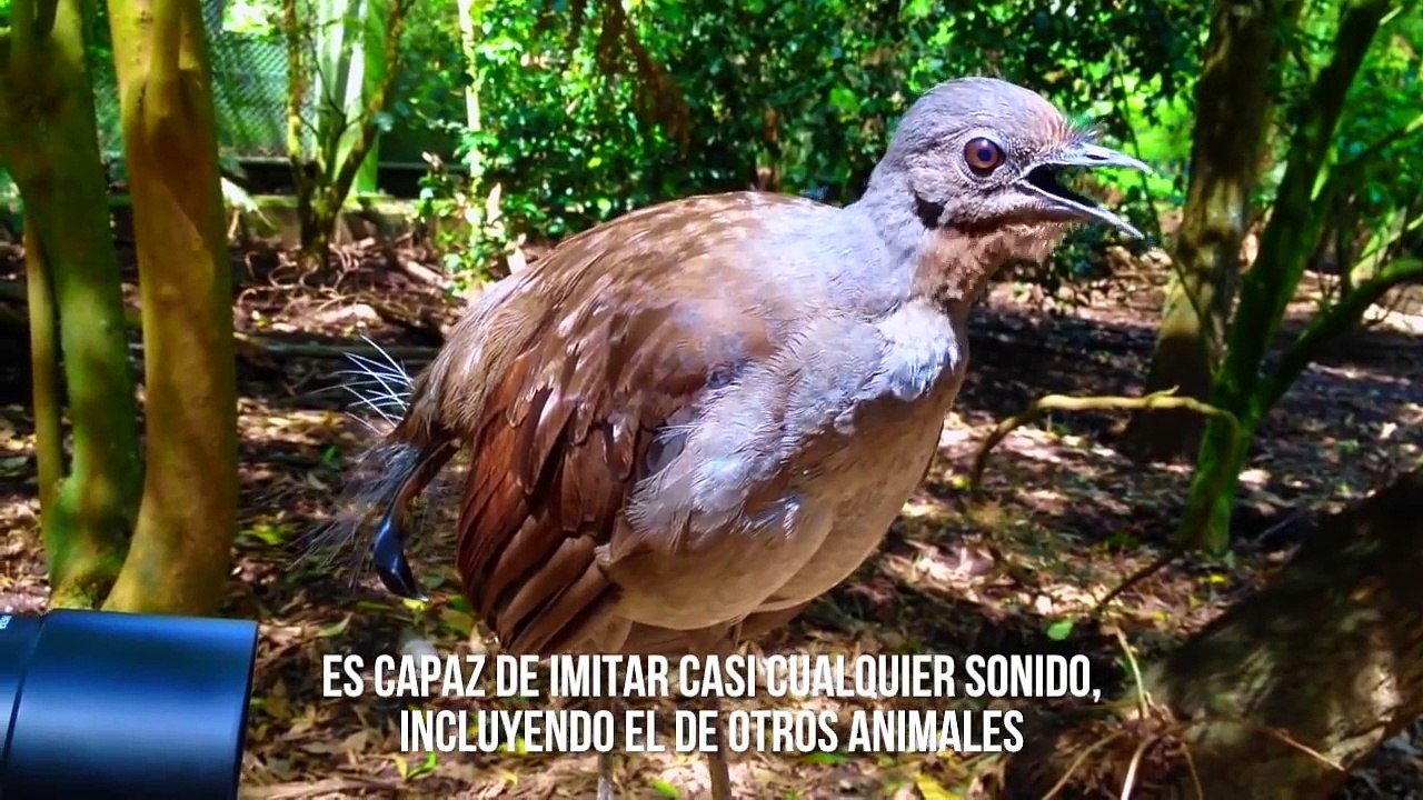 Mira este video de estas 10 Curiosidades te vas a creer?