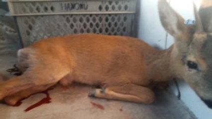 Otomobilin Çarptığı Karaca Tedavi Altına Alındı