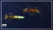 Découvrez les rares images de baleines de Cuvier