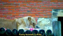 Rei Leão no Zoológico _ Lion King at the Zoo _ asdLeón en el Zoológico - Funny Animals TV KIDS