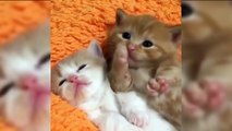 FUN CHALLENGE  Try Not To Laugh - The Funny Cat Videos Ever 2017