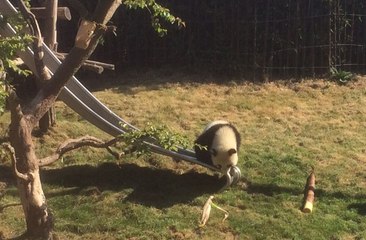 Le panda Tian Bao s'essaie au toboggan pour son premier anniversaire à Pairi Daiza