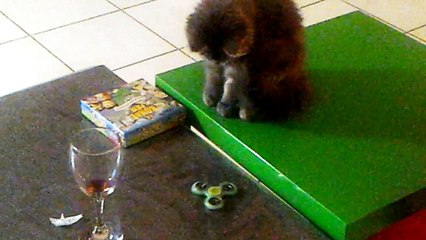 La mode du hand-spinner s'empare des chats