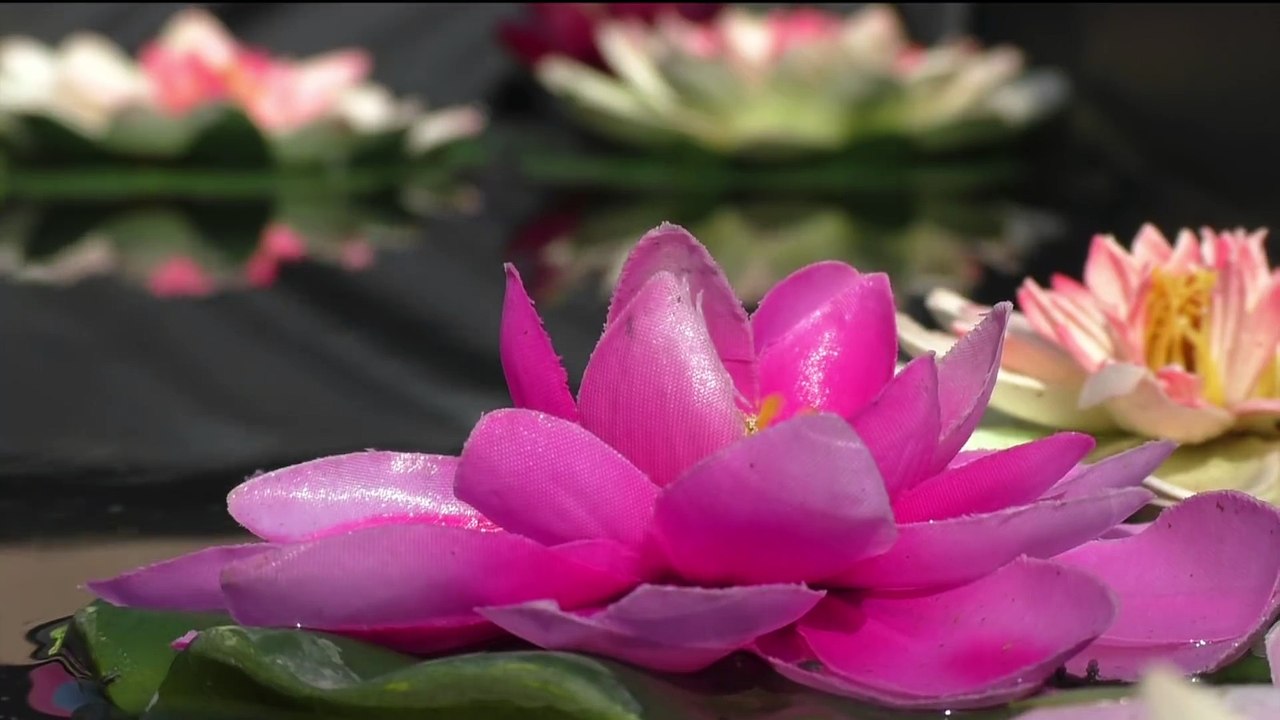 This was the total madness of Tomorrowland 2016!