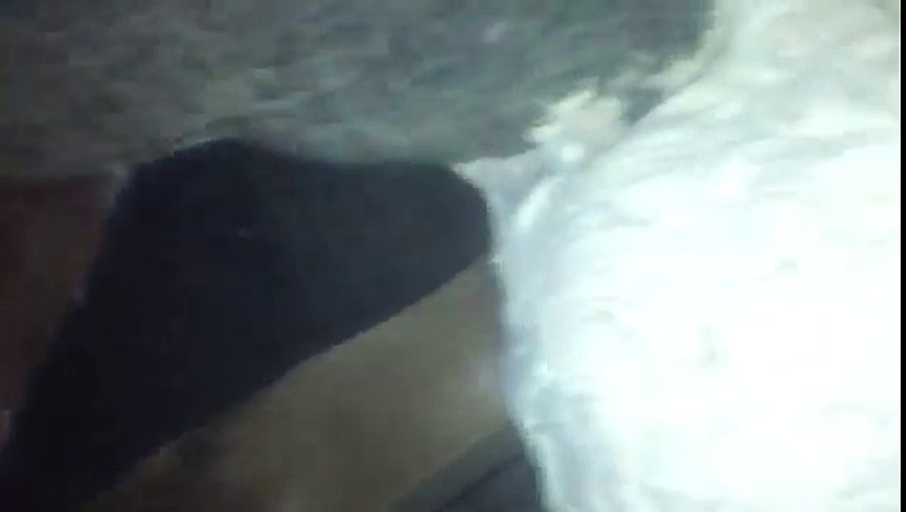 Dix gigantesques nids de guêpes ont été découverts dans un grenier