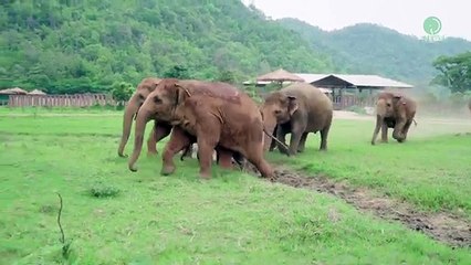 Des éléphants accourt pour la venue d'un éléphanteau !