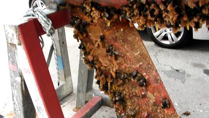 Carénage du voilier Eolia 25 Calin au port de Lorient
