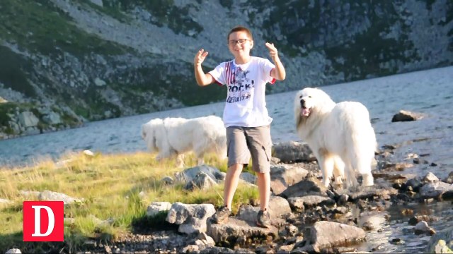 Des chiens viennent en aide à deux enfants handicapés