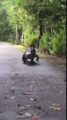Cet énorme crocodile se balade tranquillement sur la route !