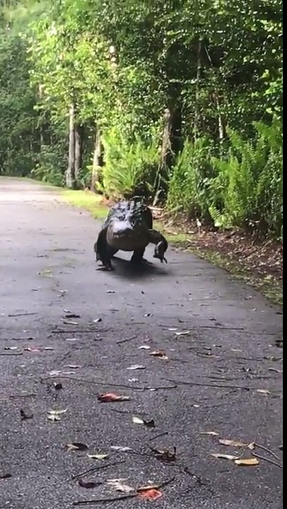 Cet énorme crocodile se balade tranquillement sur la route !
