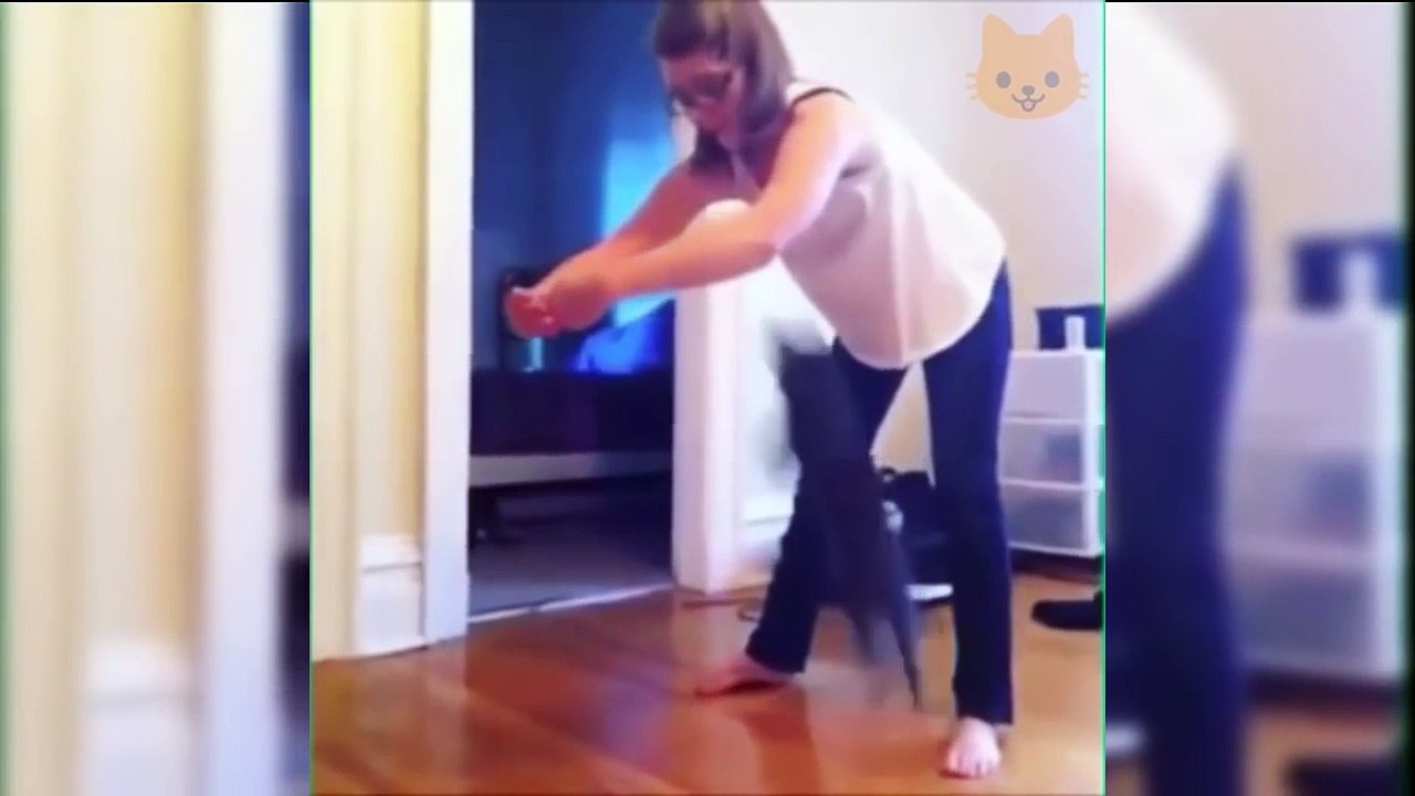 Funny Cats Compilation 2017 - Best Funny Cat Videos Ever (part 3)