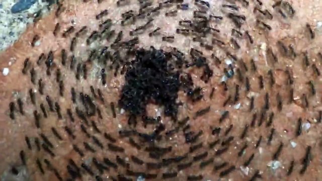 Des fourmis font un mosh pit en écoutant du METAL hahaha