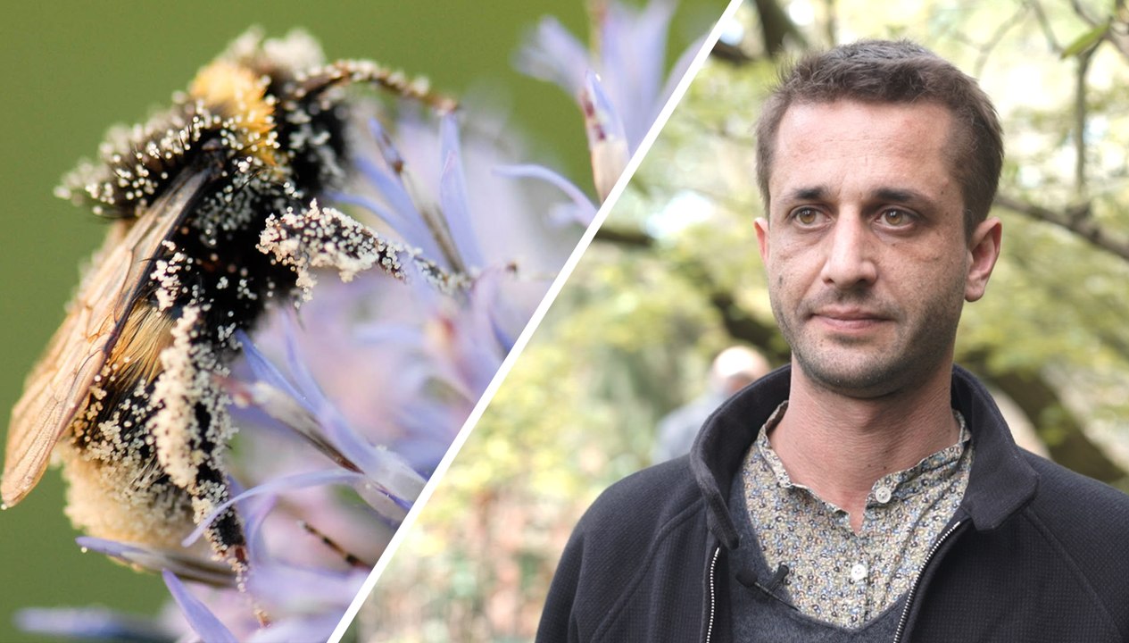 Pourquoi les insectes pollinisateurs sont-ils indispensables ?