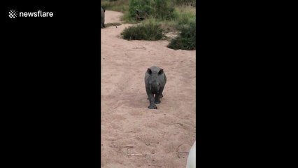 This baby rhino's charge is too cute