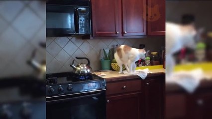 FUNNY CATS - TRY NOT TO LAUGH CHALLENGE   Best CAT VIDEOS Compilation