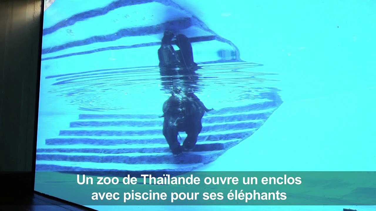 Un aquarium pour éléphants dans un zoo thaïlandais