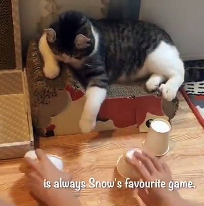 Chat futé