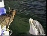 Un chat joue avec un dauphin
